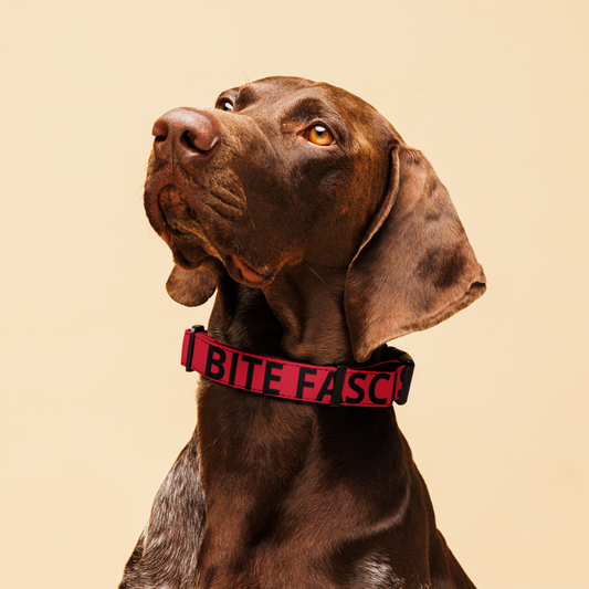 ANTI-FASCISM DOG COLLAR